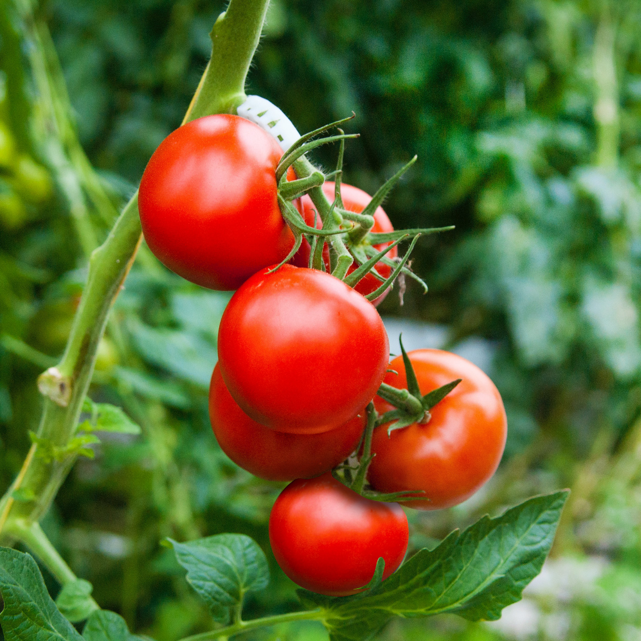 Flandria Elite | Tomato Masters